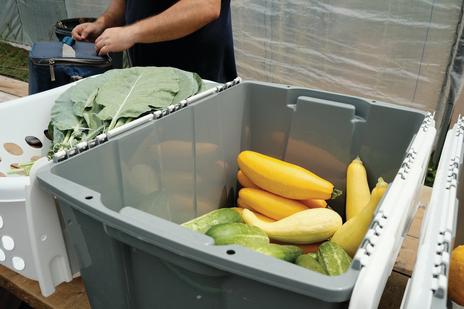 READY FOR MARKET: Bins of freshly harvested squash, cucumbers, and collard greens are ready to be sold at the next farmers market, on July 29th in Providence. Bami growers generally sell at between one and three markets per month during the growing season.